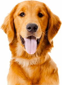 Cachorro alimentação natural