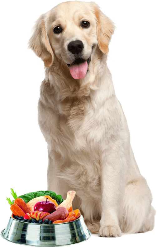 Golden Retriever com comida saudável