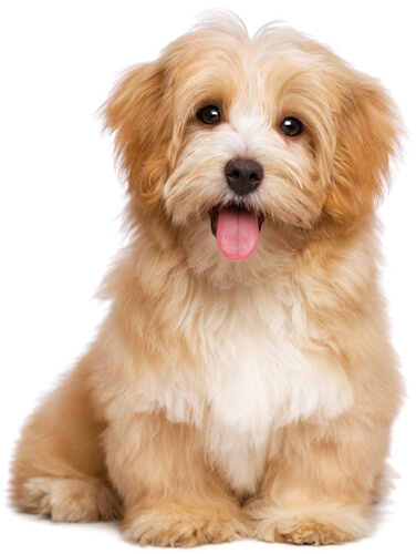 Golden Havanese