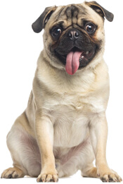 Pug